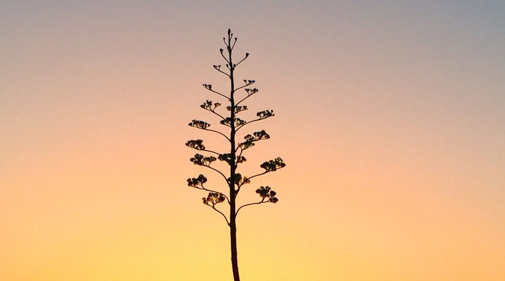 Morning travels across the great state of Texas