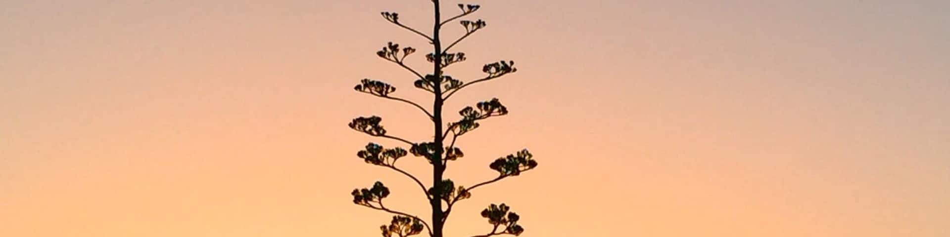 Morning travels across the great state of Texas