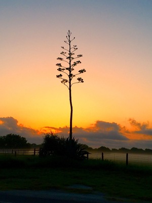 Morning travels across the great state of Texas