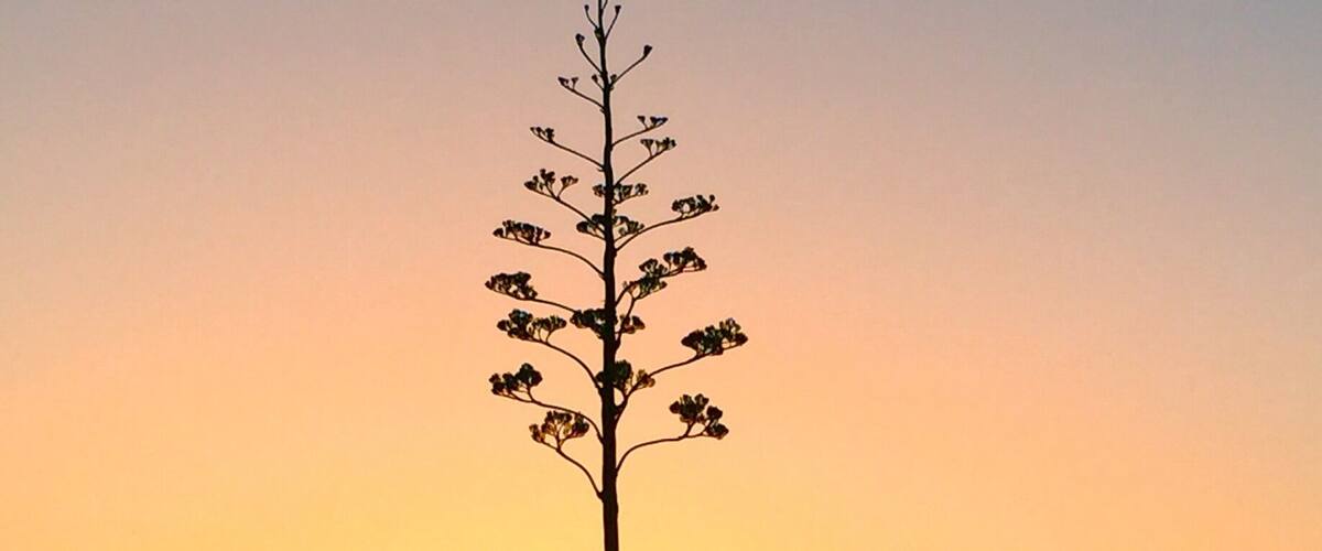 A tall tree silhouetted against a sunset sky.