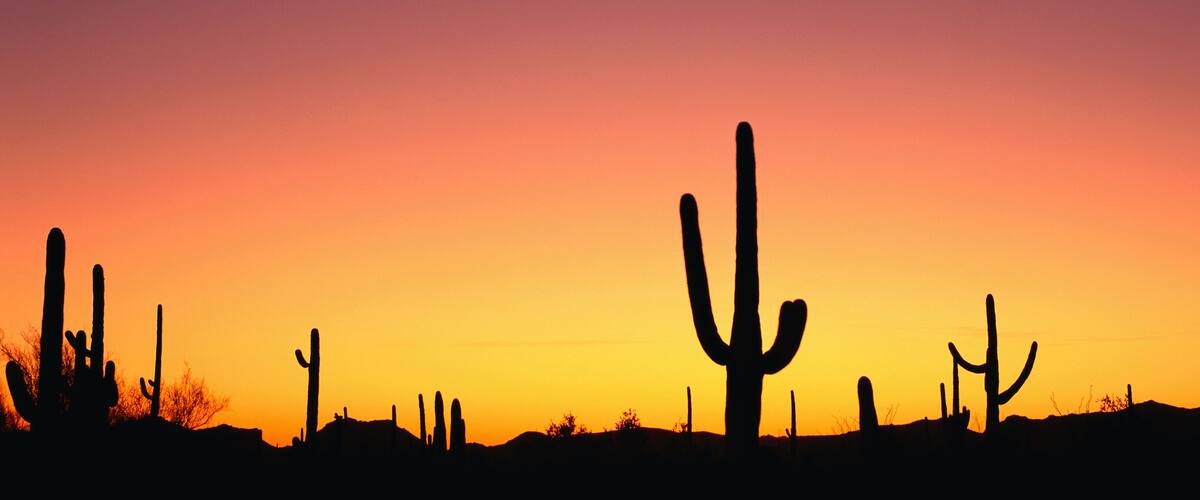 A desert landscape with multiple cacti silhouetted against a sunset sky.