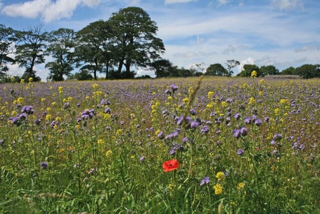Set aside at Horsley Colourful weeds growing on a field of 'set aside' a north of the village.
