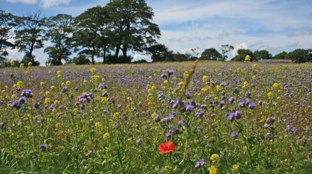 Set aside at Horsley Colourful weeds growing on a field of 'set aside' a north of the village.