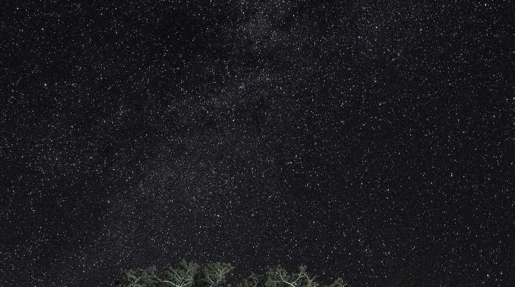 There was a boat on the water throwing great light on these trees