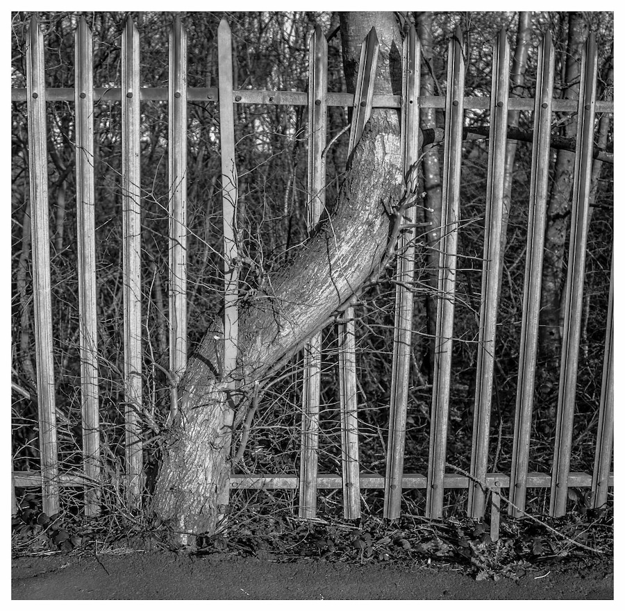 Not much can hold back nature,