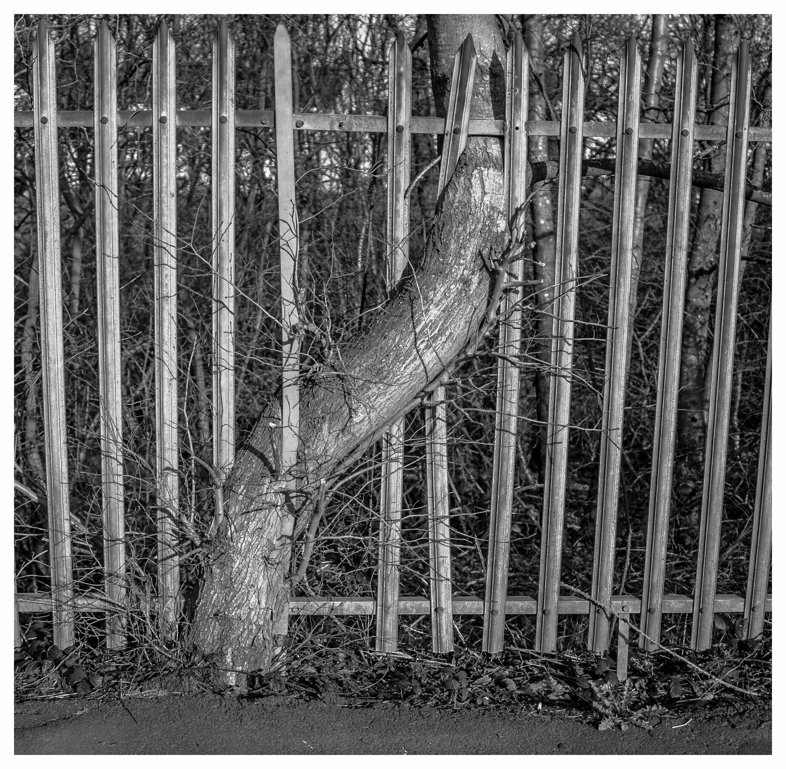 A tree leaning against a wooden fence.