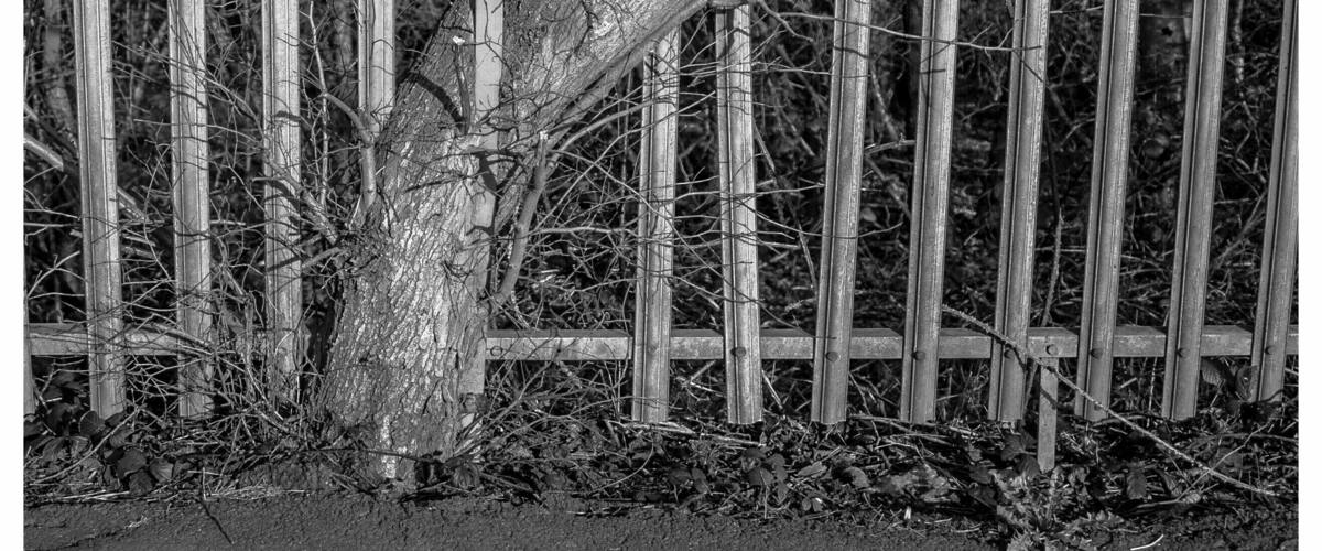 A tree leaning against a wooden fence.