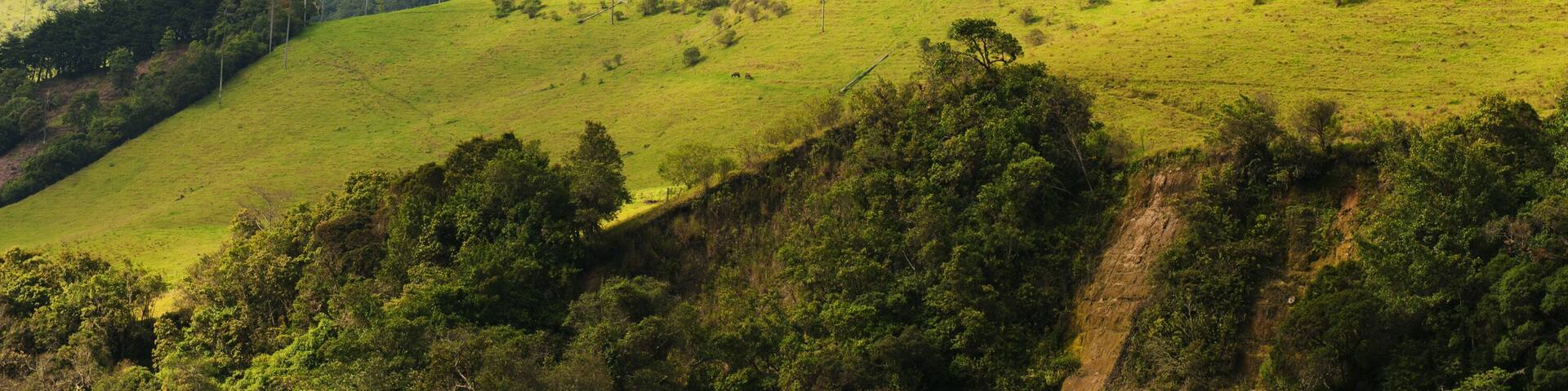 wax palm trees in Cocora Valley, Salento, Colombia, South America