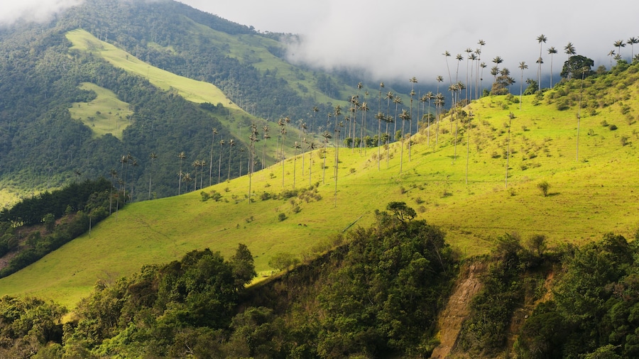 Vallée de Cocora