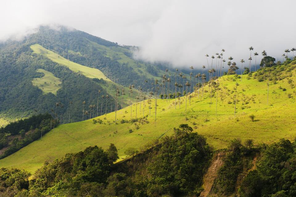 Una ladera verde y exuberante con palmeras y una montaña al fondo.