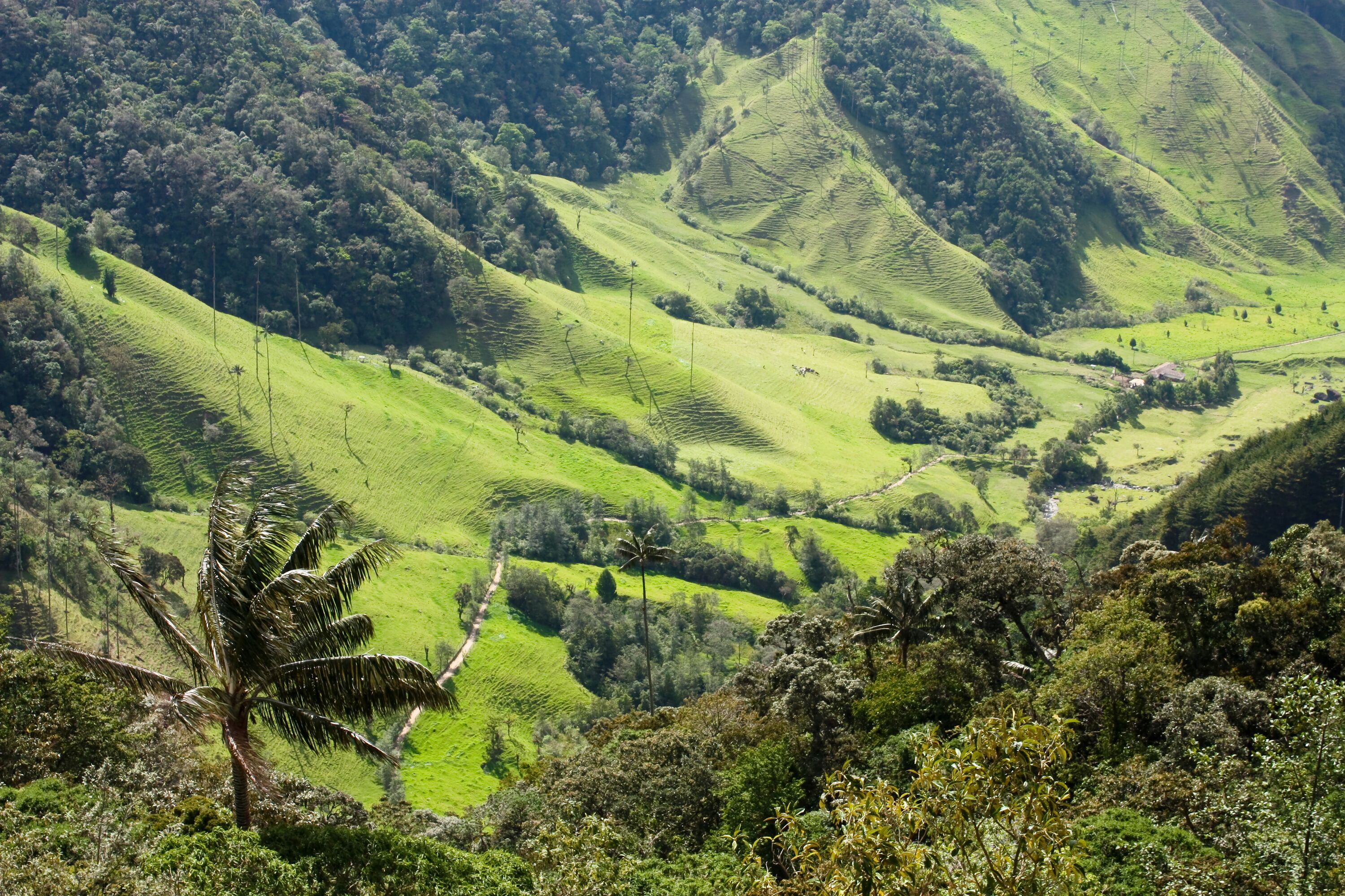 Cocora Valley, landscape of Quindio, which is nestled between mountains of the Cordillera  Central, Colombia. Predominates of Quindio wax palm, Colombia's national tree. Zone  of high quality coffee
