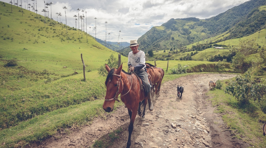 G2XDC1 Local farmer in the Cocora Valley near Salento, Colombia