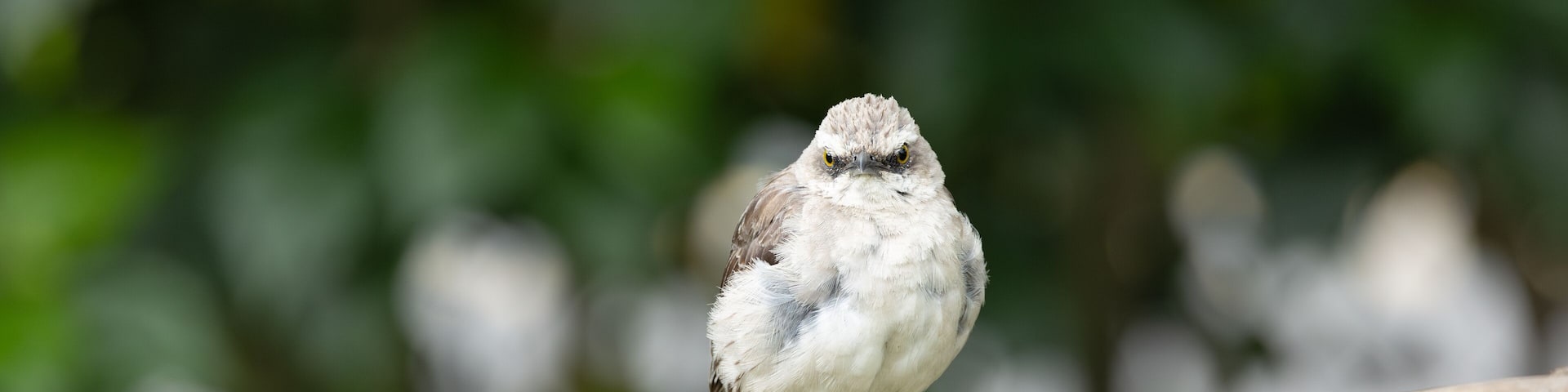 Tropical Mockingbird, San Francisco de Borja, Ecuador