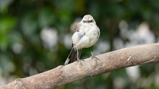 Tropical Mockingbird, San Francisco de Borja, Ecuador