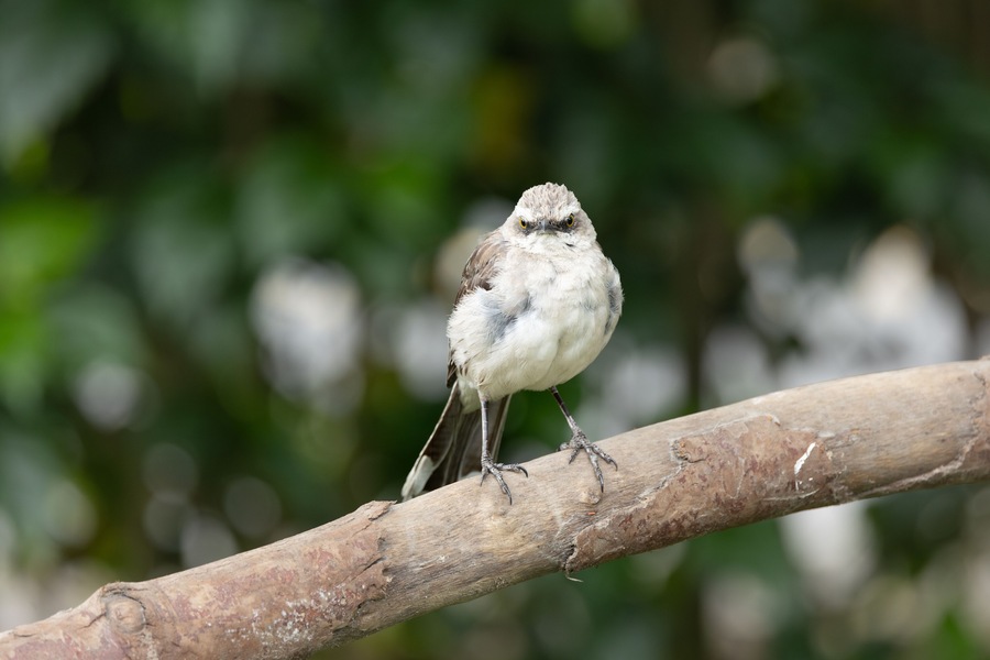Tropical Mockingbird, San Francisco de Borja, Ecuador