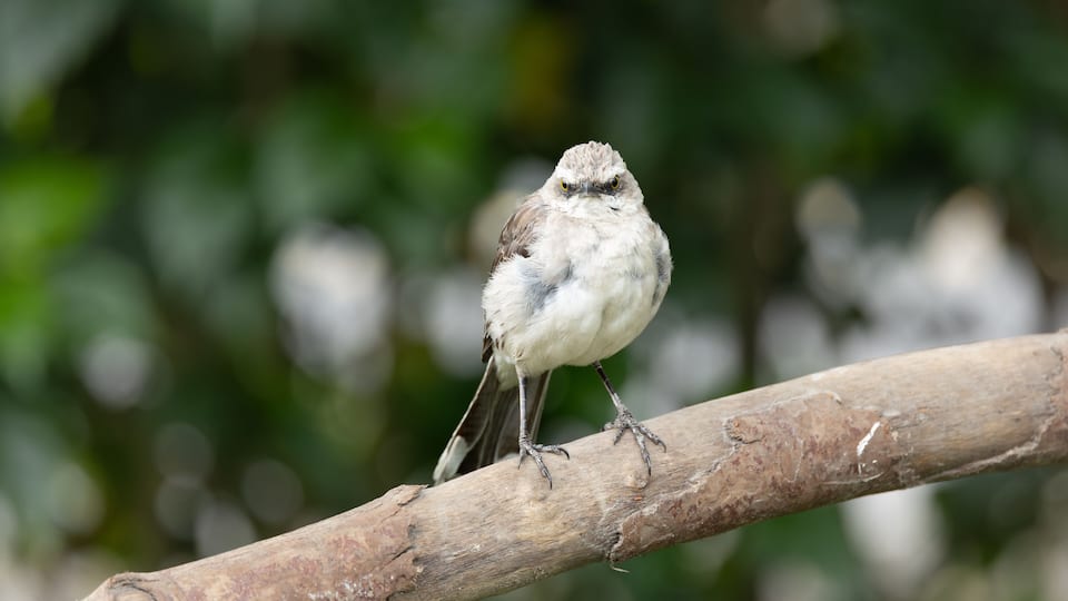 A bird perched on a branch.