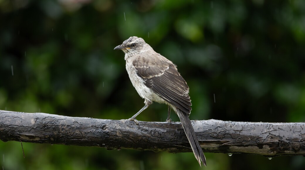 San Francisco de Borja