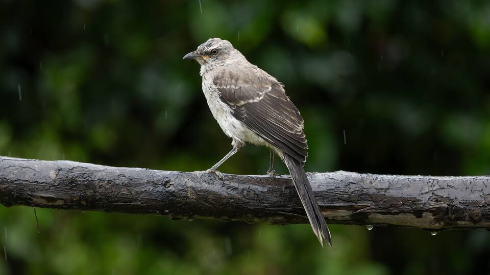 A bird perched on a branch with raindrops.