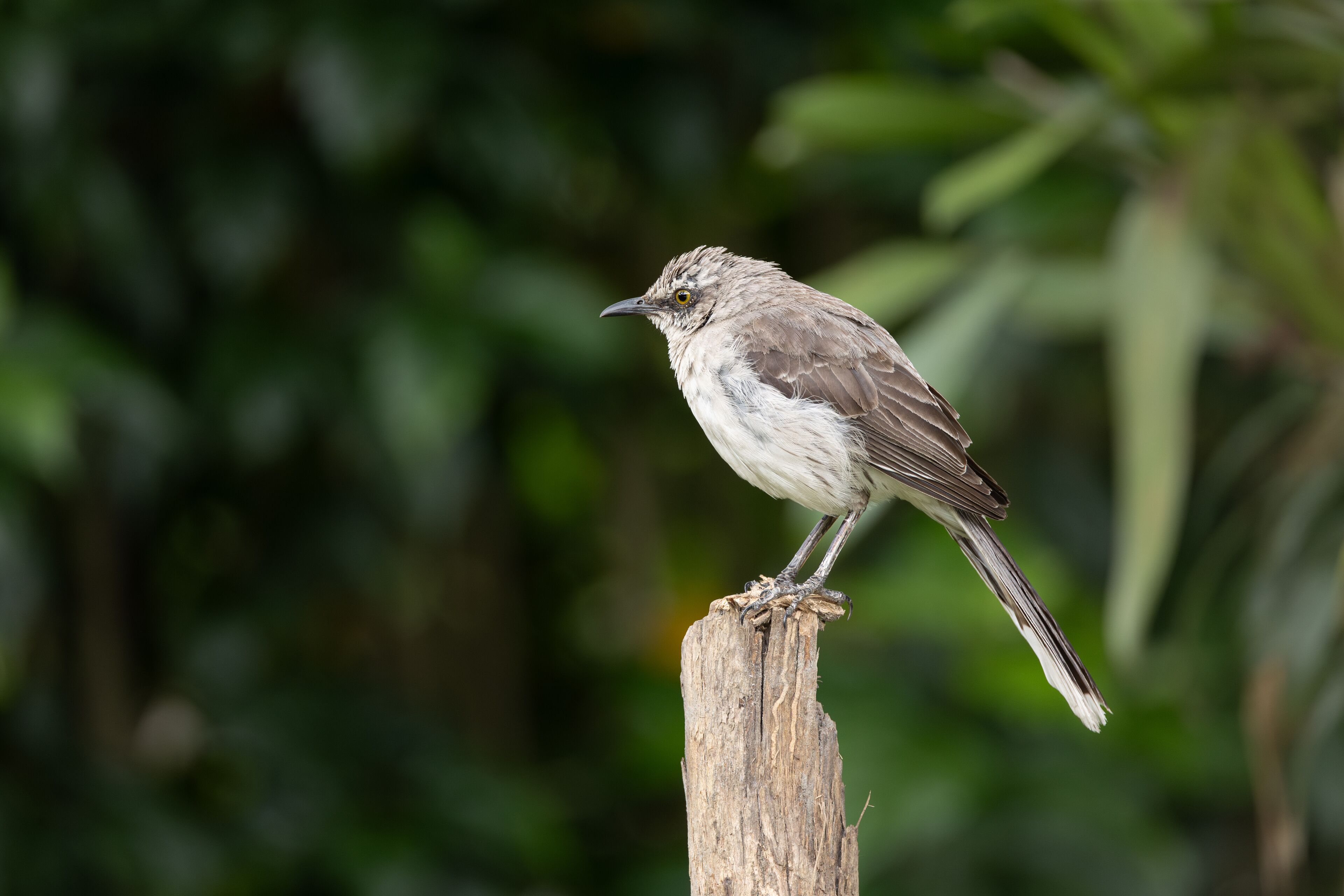 San Francisco de Borja