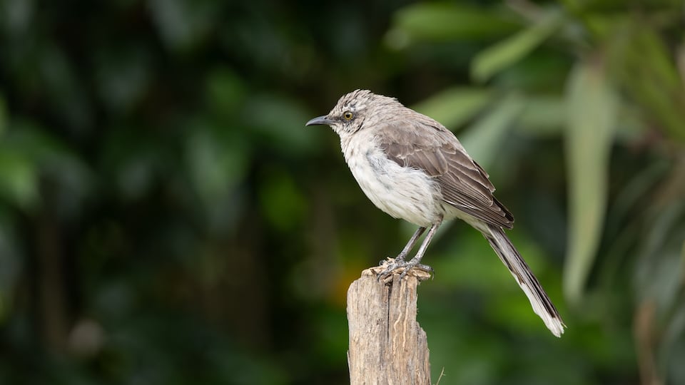A bird perched on a wooden post with a blurred green background.