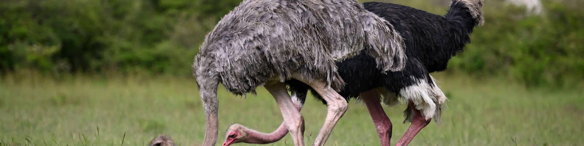 Ostrich (Struthio Camelus), Maasai Mara, Mara North, Kenya, East Africa, Africa