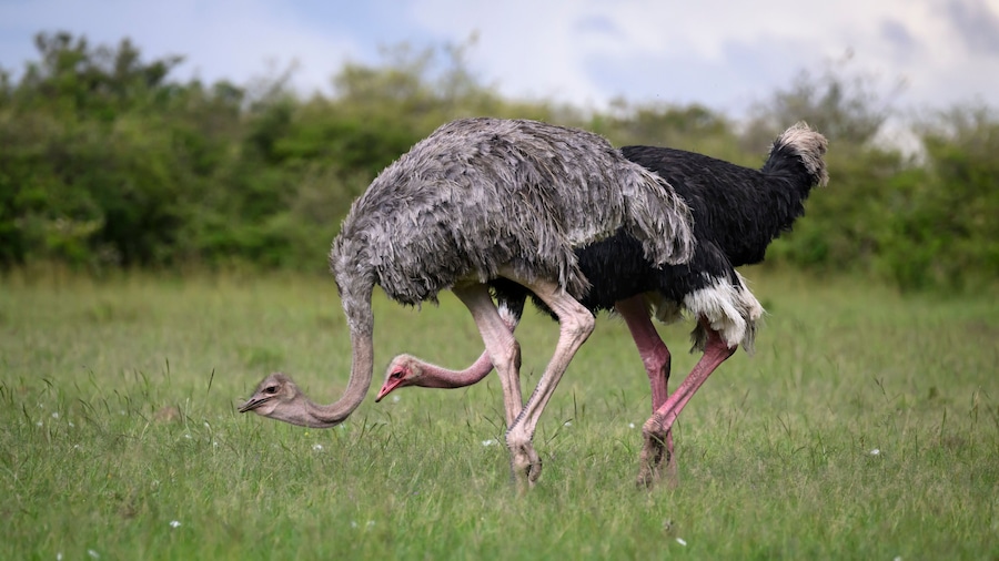 Ostrich (Struthio Camelus), Maasai Mara, Mara North, Kenya, East Africa, Africa
