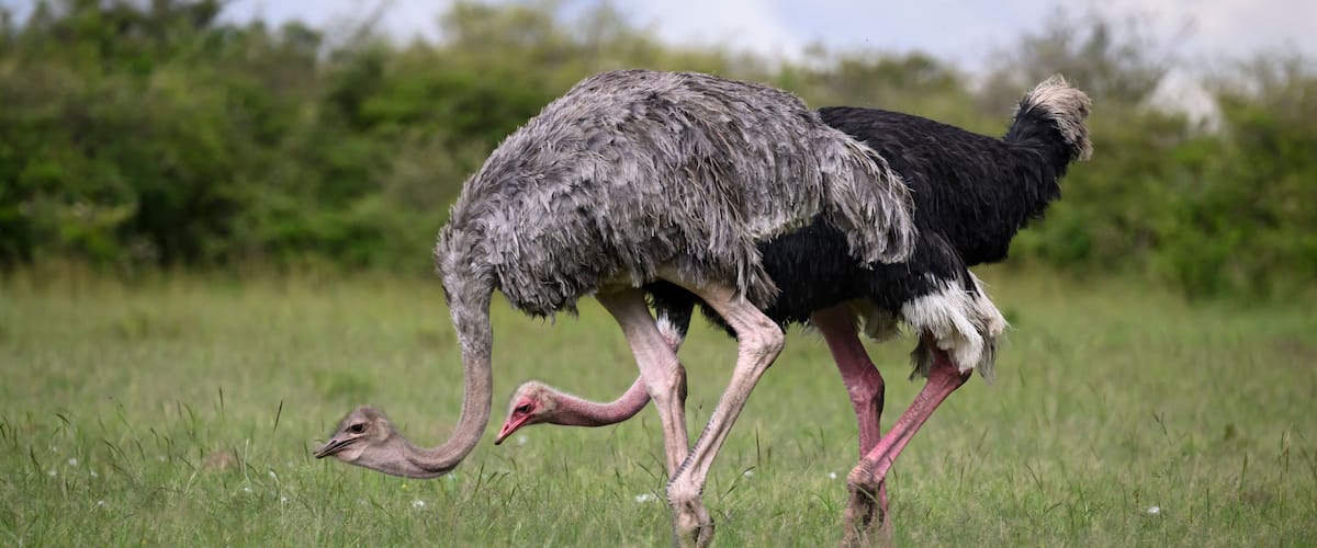 An ostrich walking in a grassy field with trees in the background.