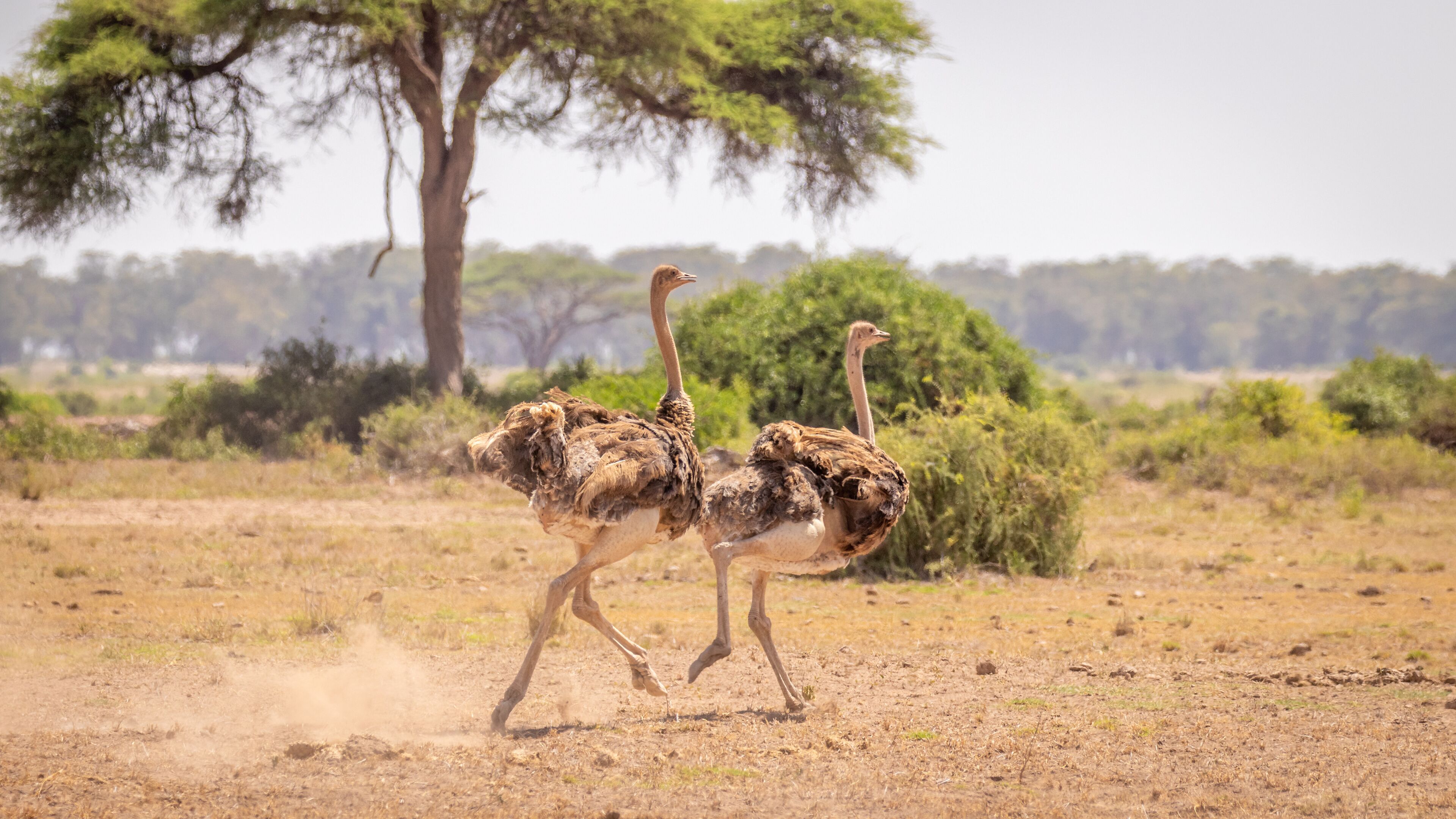Two female Masai ostrich (Struthio camelus massaicus) running away, Amboseli National Park, Kenya.