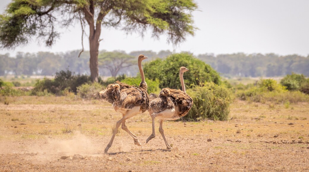 Two female Masai ostrich (Struthio camelus massaicus) running away, Amboseli National Park, Kenya.