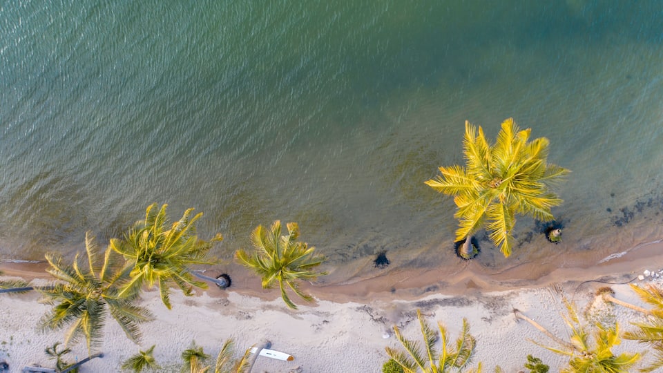 An aerial view of a beach with palm trees and clear water.