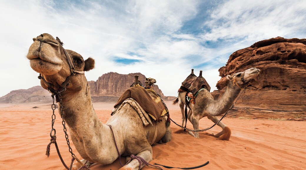 Desert camels in the Wadi Rum desert, Jordan