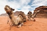 Desert camels in the Wadi Rum desert, Jordan