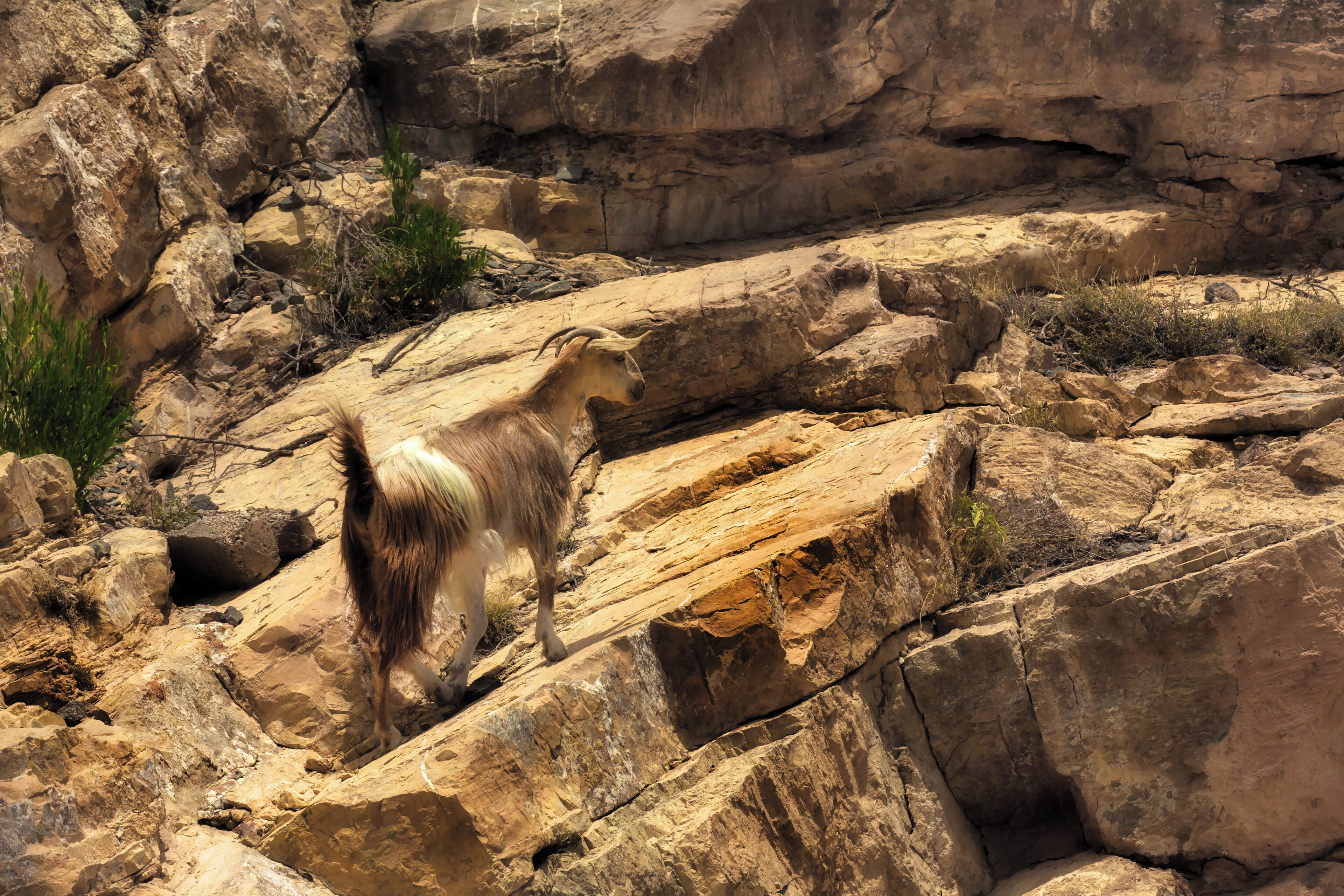  #Nature
Goat on Jebel Akhdar,Hajar mountains Oman.
Perfectly camouflaged, at one with his environment.