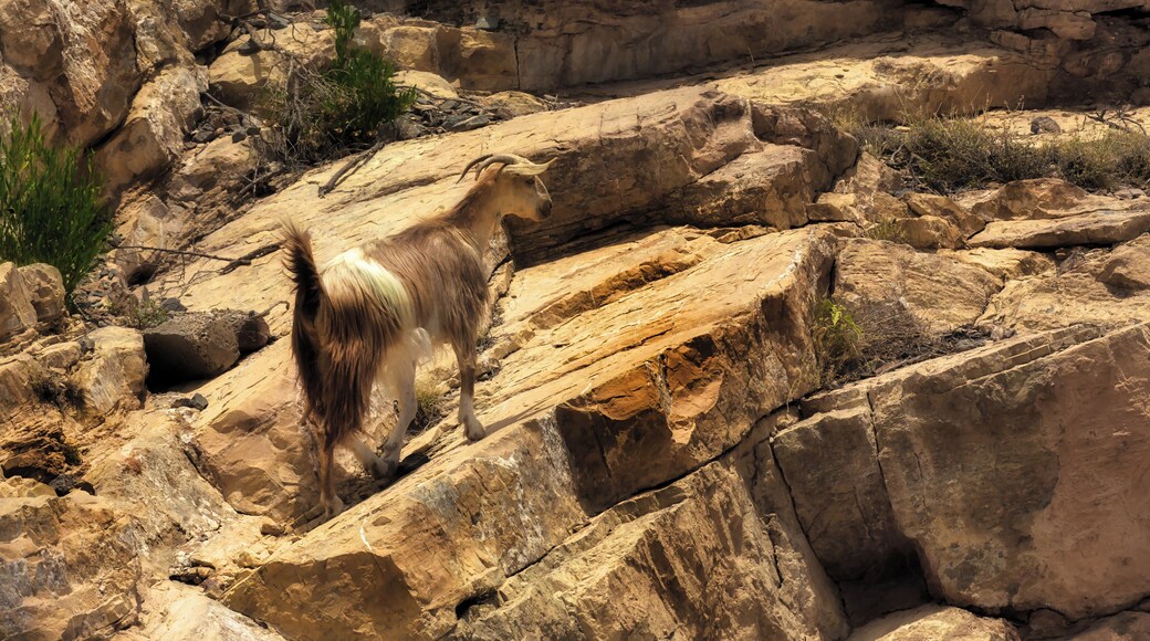#Nature
Goat on Jebel Akhdar,Hajar mountains Oman.
Perfectly camouflaged, at one with his environment.