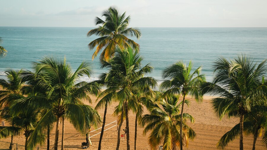 Palm trees and volleyball net on Isla Verde Beach, Puerto Rico