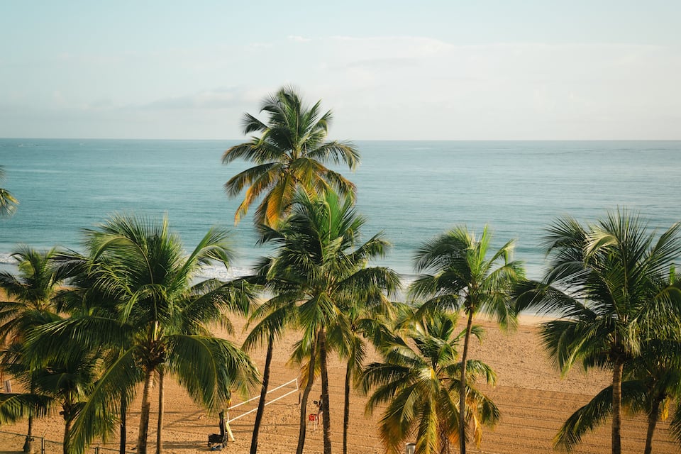 A beach with palm trees and the ocean.
