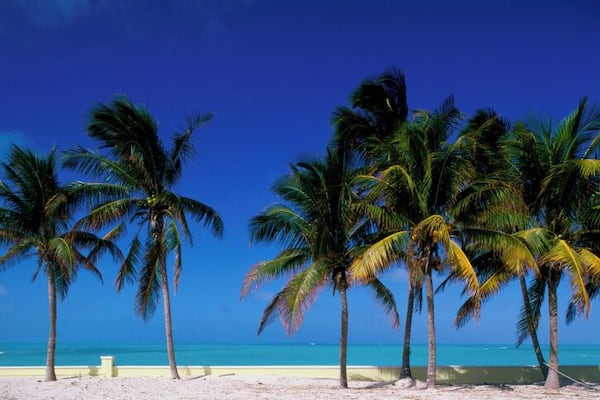 Palm trees on a beach, Treasure Cay, Abaco, Bahamas