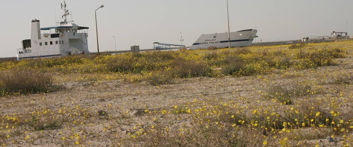 A dry landscape with yellow flowers and a large white ship in the background.