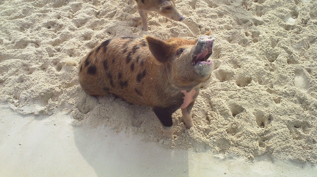 These little piggies love beer and bread. Just be careful, they bite!