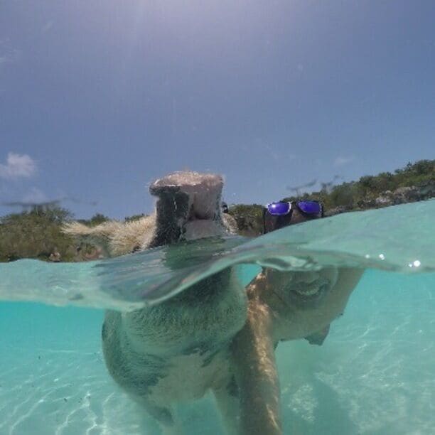 family reunion! the feral pigs are said to have been dropped off on this uninhabited island by a group of sailors who wanted to come back and cook them. the sailors, though, never returned and the pigs survived on excess food dumped from passing ships. .
.
#pigbeach #beach #carribean #sun #swim #summer #vacation #exumabahamas #bahamas #swimmingpigs #paradise #bahamas #bestvacations #instagood #sisig #lechon #travelgram #beachlife #island #adventure #wanderlust #passionpassport #hypethepod #traveling  #travel #way2ill #tflers #beachday #gopro #photooftheday #lifeatexpedia 