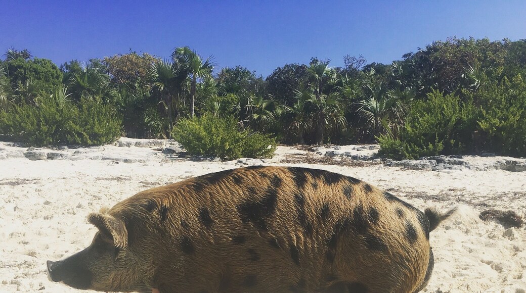 Exuma Islands, pig beach, this pig had to be 800 lbs. only the mammas and female piglets show themselves, the males sleep at the back of the island all day.