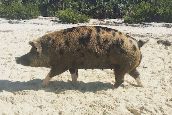 Exuma Islands, pig beach, this pig had to be 800 lbs. only the mammas and female piglets show themselves, the males sleep at the back of the island all day.
