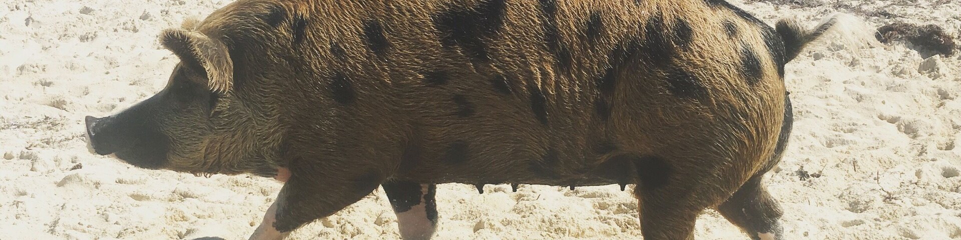 Exuma Islands, pig beach, this pig had to be 800 lbs. only the mammas and female piglets show themselves, the males sleep at the back of the island all day.