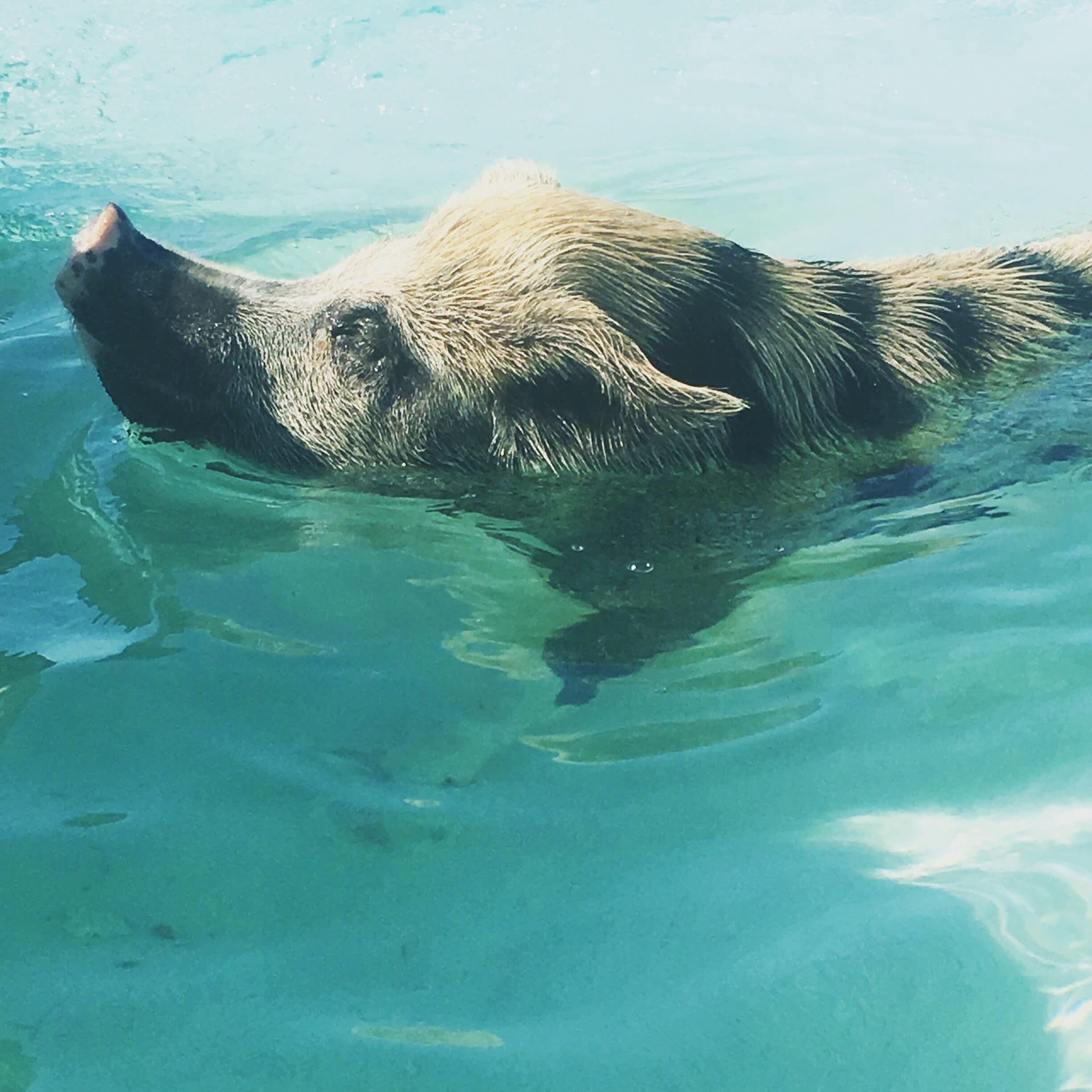 Swimming pigs in the Exuma Islands., Bahamas. Total adventure. Learned a lot about pigs. They are so adorable but they are boars, they snort, they squeal and the really smell! Most of all they just want your food. Be careful they don't mistake your camera or phone for lunch. Hands up in the air if they charge you. 