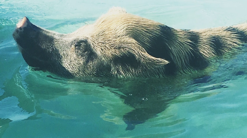 Swimming pigs in the Exuma Islands., Bahamas. Total adventure. Learned a lot about pigs. They are so adorable but they are boars, they snort, they squeal and the really smell! Most of all they just want your food. Be careful they don't mistake your camera or phone for lunch. Hands up in the air if they charge you.