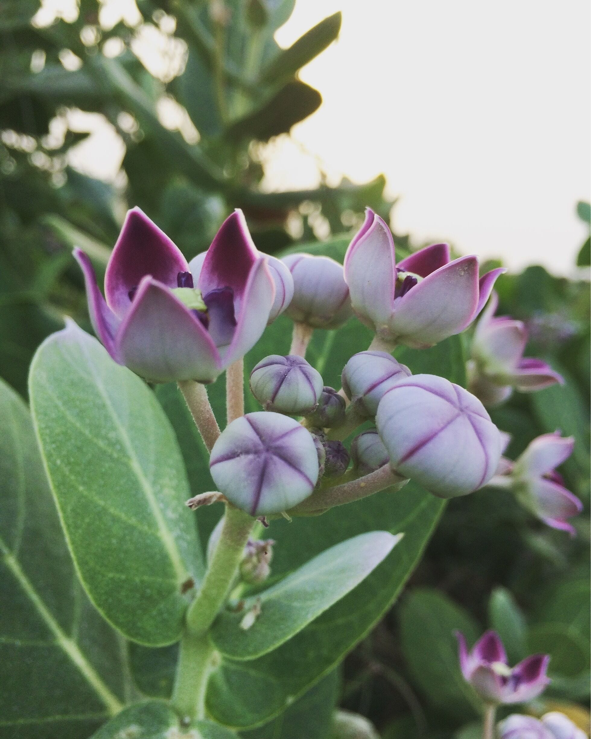 Taken from iPhone 5s! 
Flowers in the lands of Sindh!