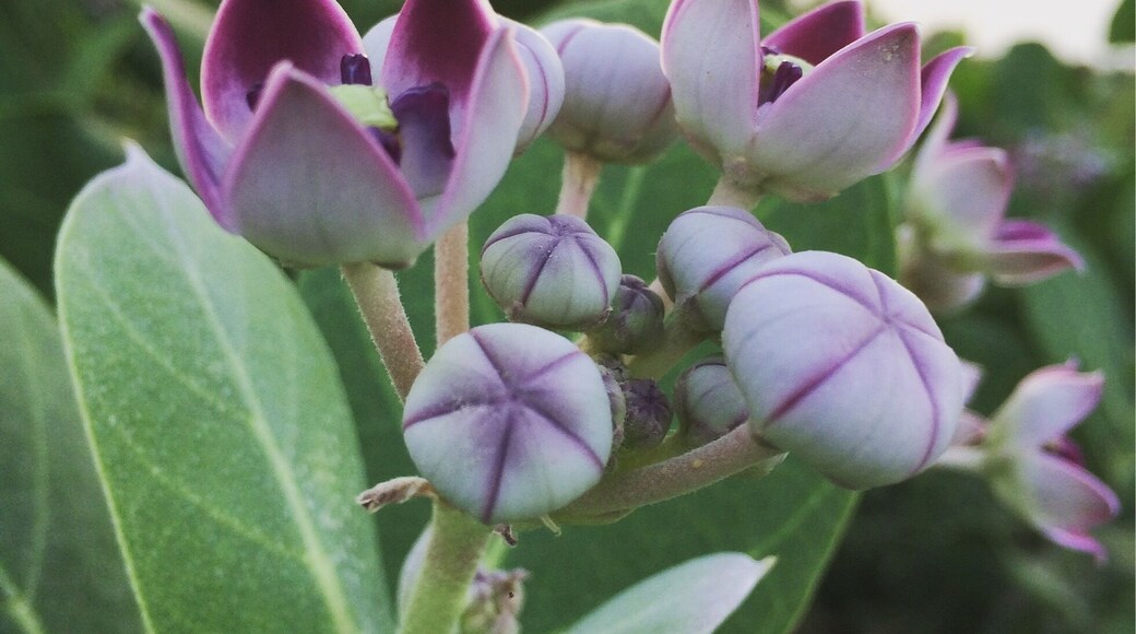 Taken from iPhone 5s!
Flowers in the lands of Sindh!