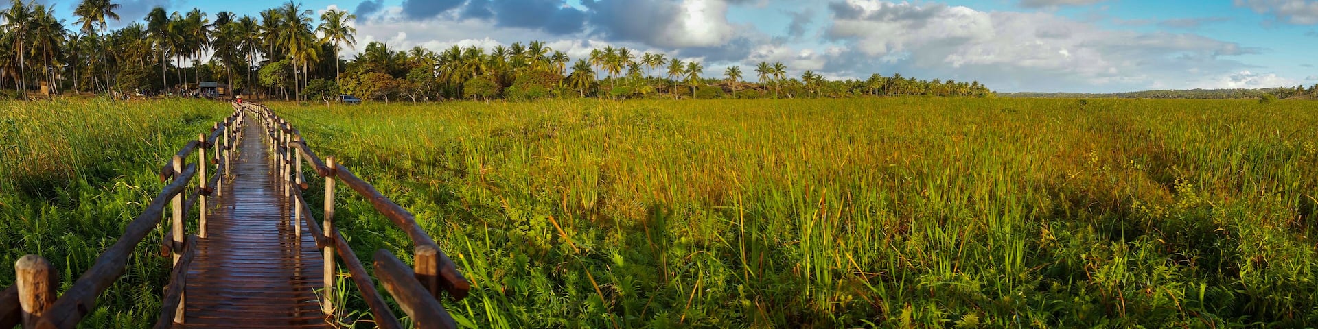 A wooden boardwalk leading through a lush green field with palm trees in the background.