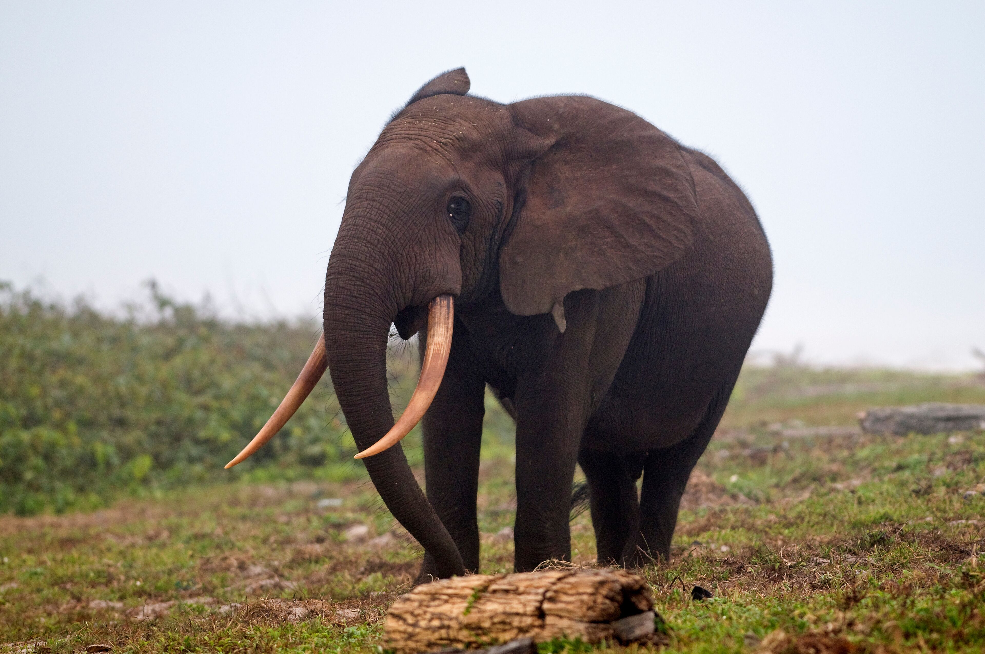 African forest elephant (Loxodonta cyclotis) bull walking on the beach, Sette-Cama, near Loango National Park, Ogooue-Maritime, Gabon