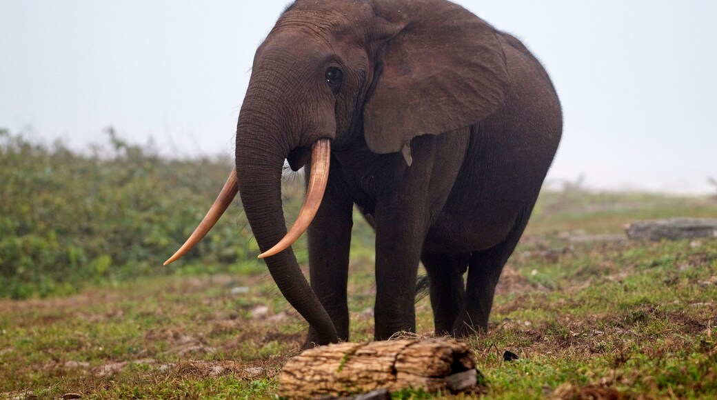 African forest elephant (Loxodonta cyclotis) bull walking on the beach, Sette-Cama, near Loango National Park, Ogooue-Maritime, Gabon